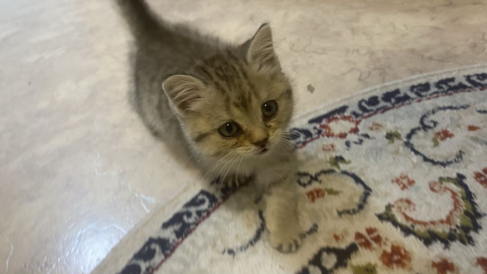 Отдам котенка 1 мес девочка