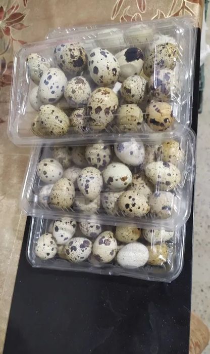 Bedana tuxumi. Перепелиные яйца. Бедана. Бэдана