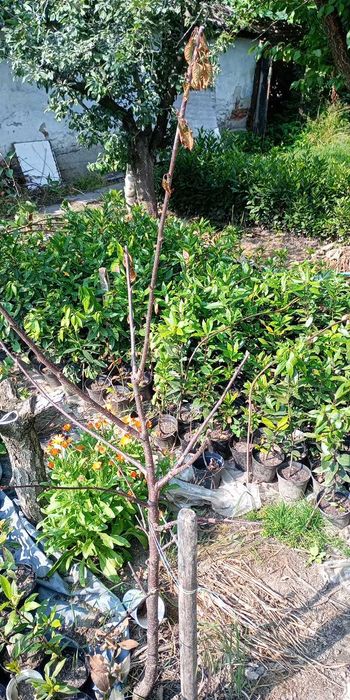 Дафина Дафинов лист