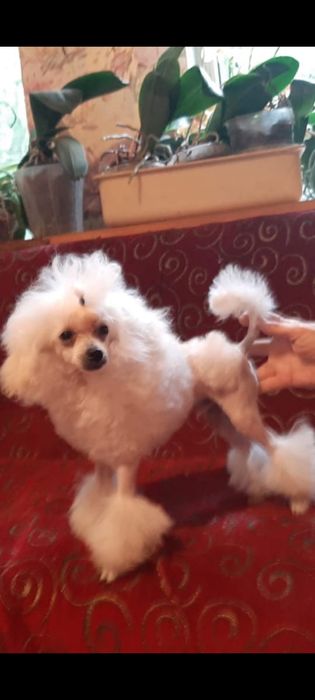 Вязка Той Пудель