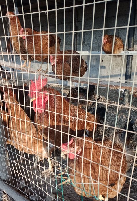 Хан Хяп Товуқ Тухумлари