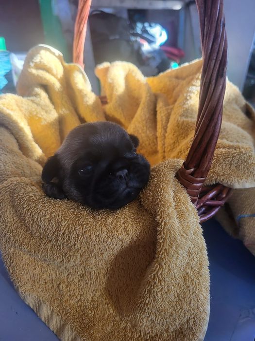 Продам щенков мопса