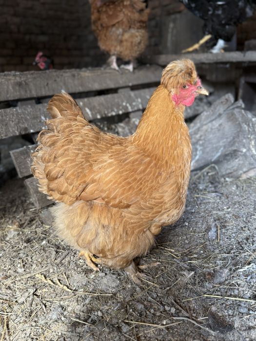 Vand sau schimb gaini motate incaltate barboase golase