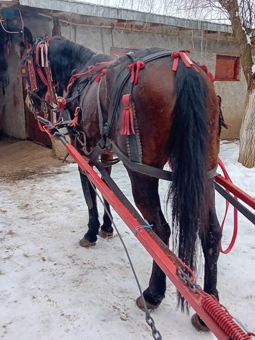 Căruță și iapă trapasă