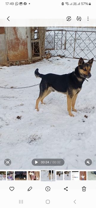 Овчарка мал айдайды