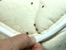 Ploșnițe/gândaci - Scăpa de acești dăunători nedoriți