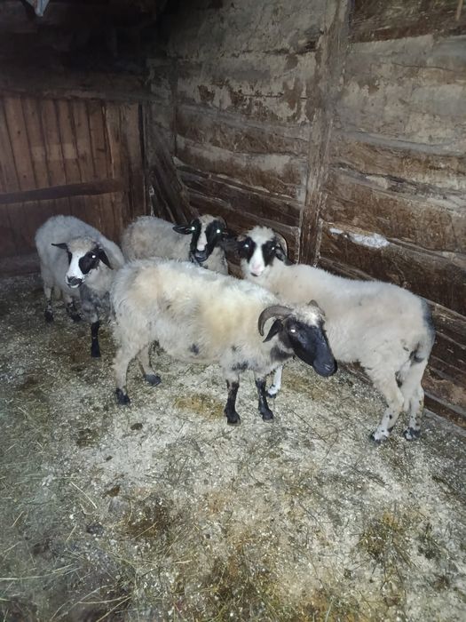 Patru oi disponibile