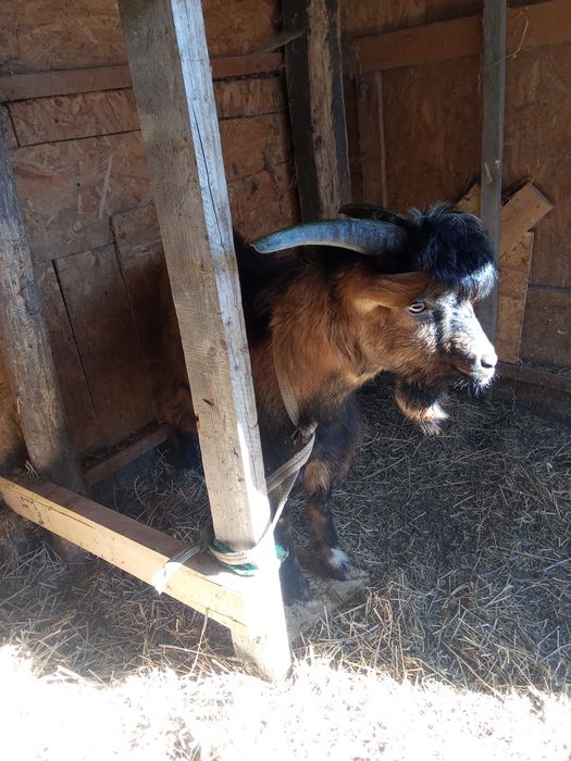 Vând țap  crescut în curte foarte frumos
