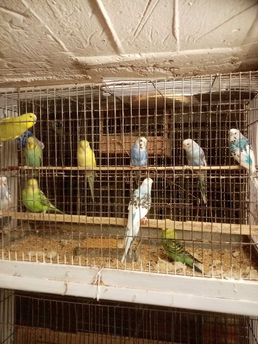 Peruși de vânzare zebre australiene porumbei standard