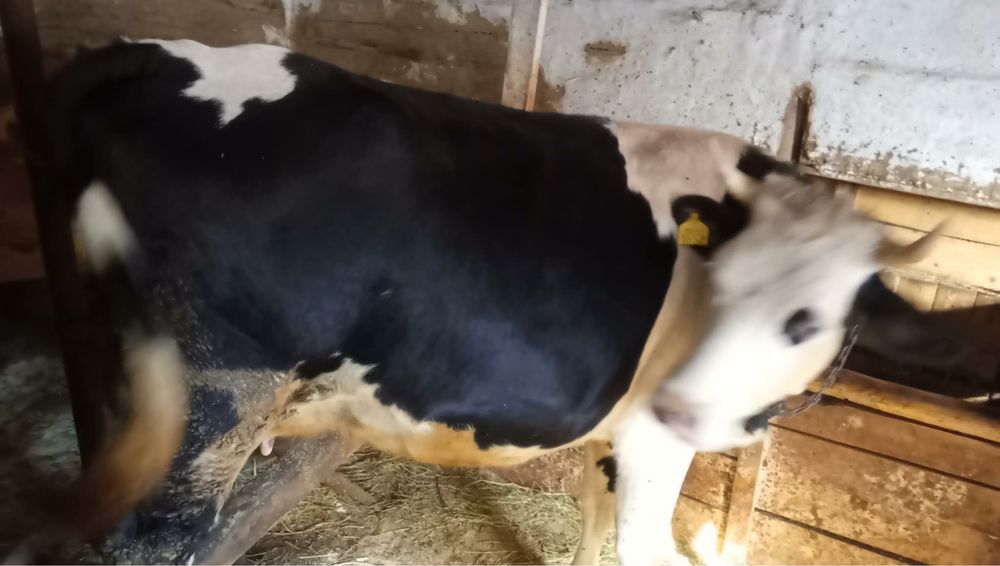 Vaca baltata de vinzare