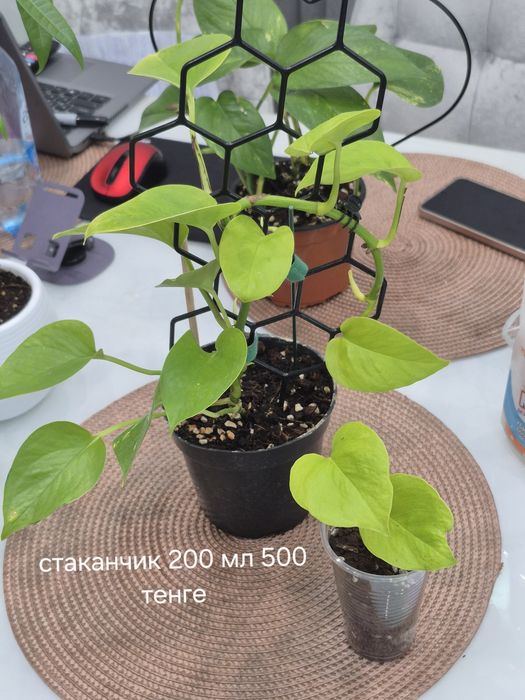 Комнатные растения,