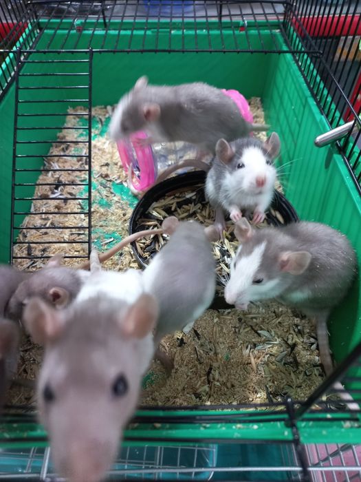 Декоративные крысы