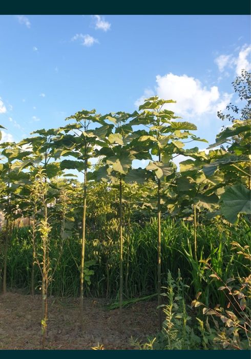 Povloniya koʻchatlari