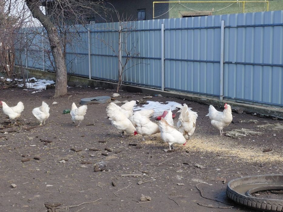 Ouă Australorp alb pentru incubat – găini crescute liber