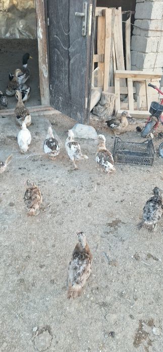 Индаутка сатылады