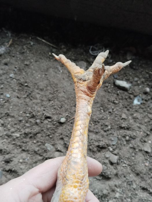 Продам дакан продам