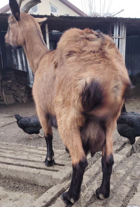 Capră alpină franceză.