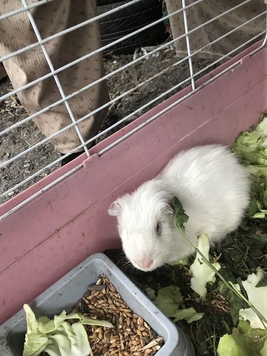 Продам морскую свинку  девочка