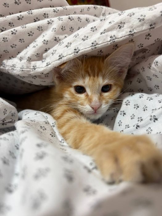 Отдам котенка  в хорошие руки