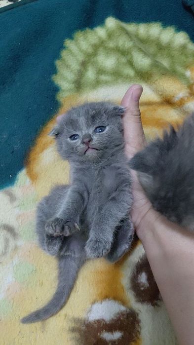 4 дона мушукчаларни таркатаман. Маьлумот учун тел курсатилган