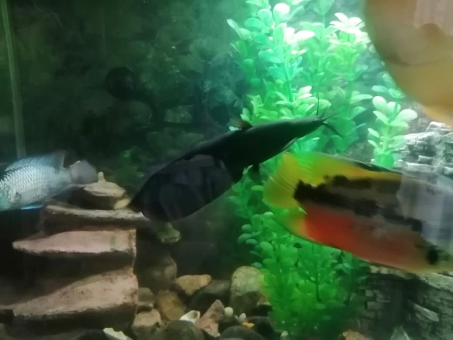 Аквариум с рыбками и со всем инвентарём