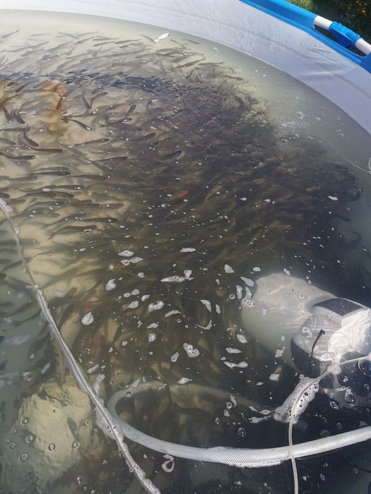 Crap cteno 12-15 cm și fitofag