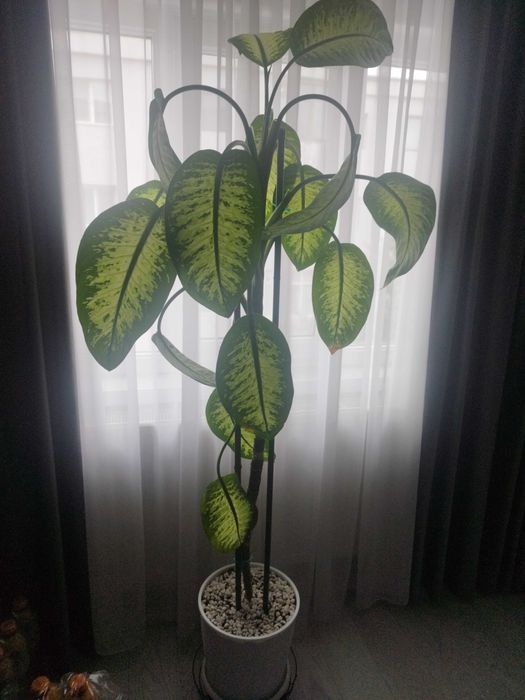 Plante exotice apartamente