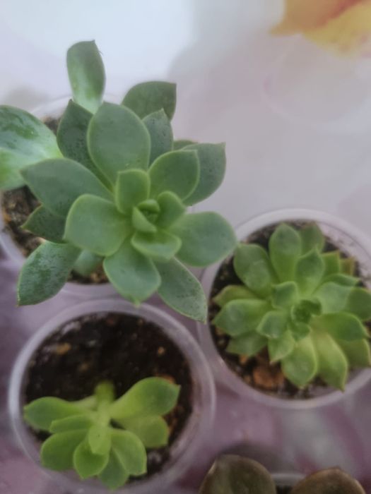 Продам Сукуленты
