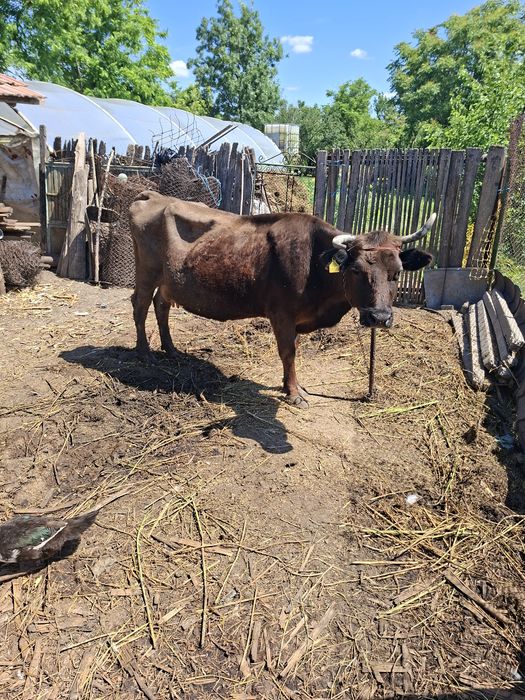 Vaca cu taurasi lângă ia