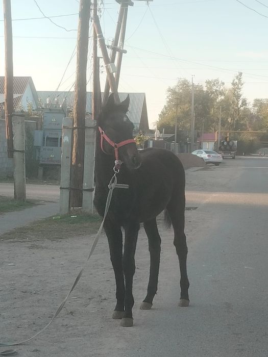 Продается молодой Жеребчик
