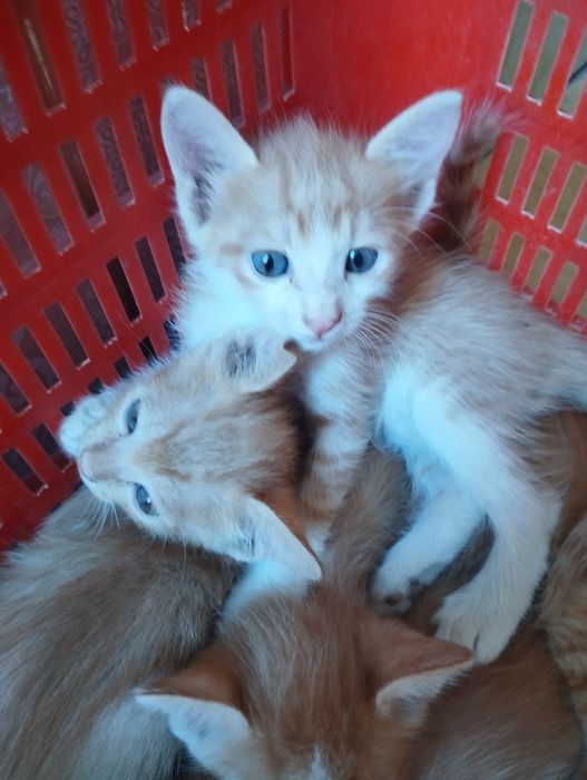 Pishik bollari yaxshi qoʻllarga beriladi