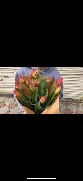 Домашние тюльпаны 350 тг