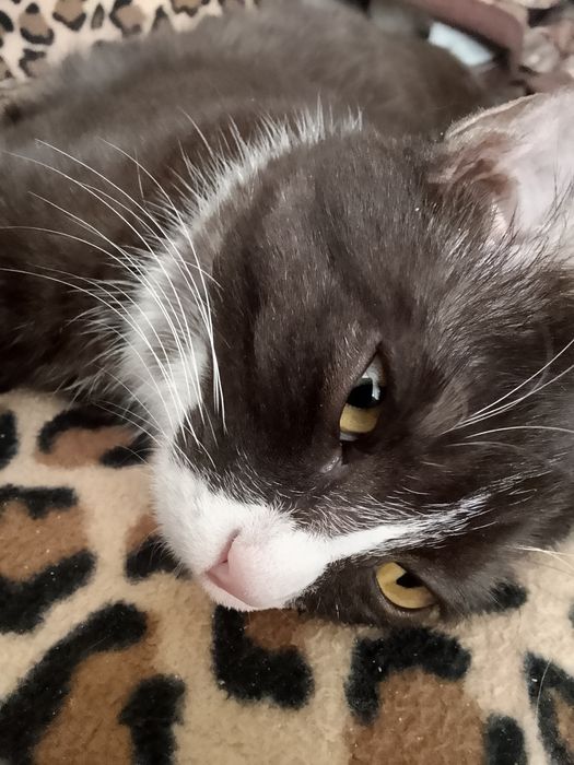 отдам даром, в добрые руки