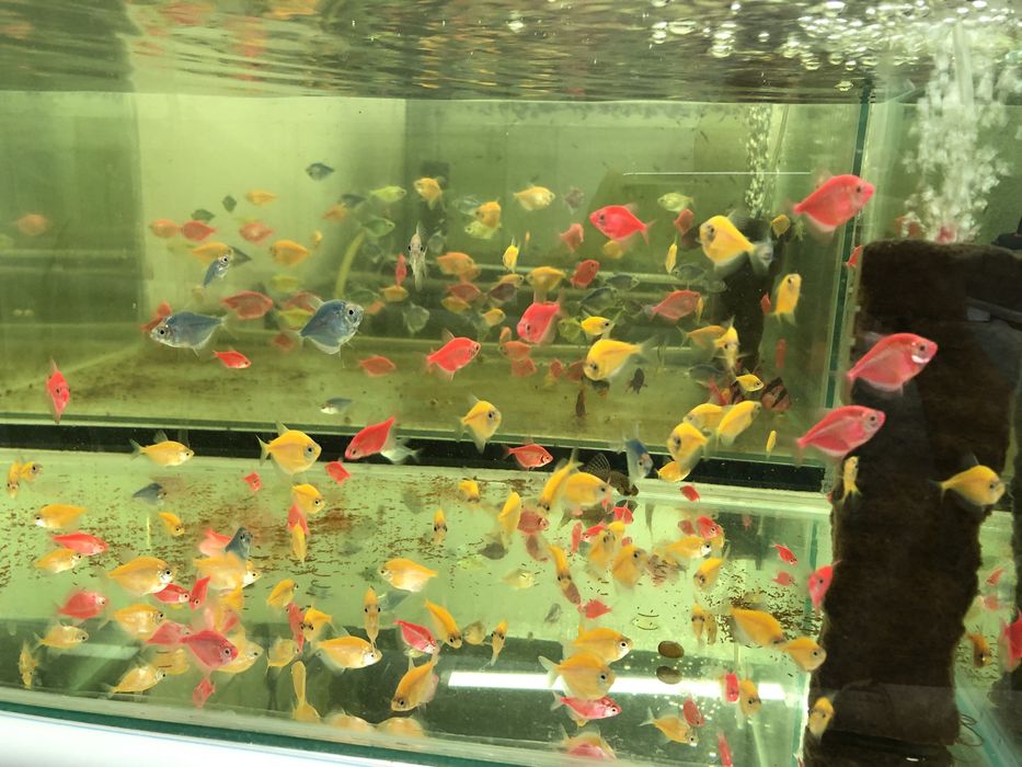 Тернеция разноцветна,Гупа,Барбус,Молинезия,Данио,Ампулариа