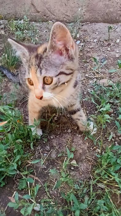 Котята бесплатно