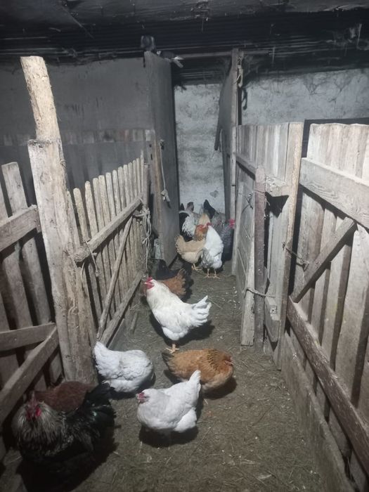 Продаётся петухи