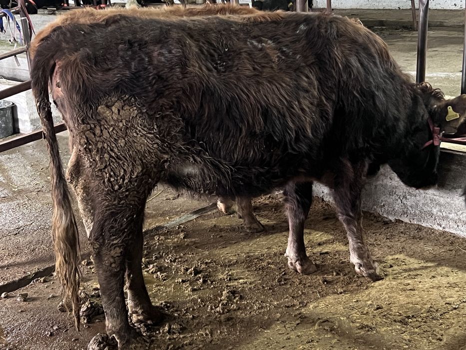 Сиырлар сатылады Коровы