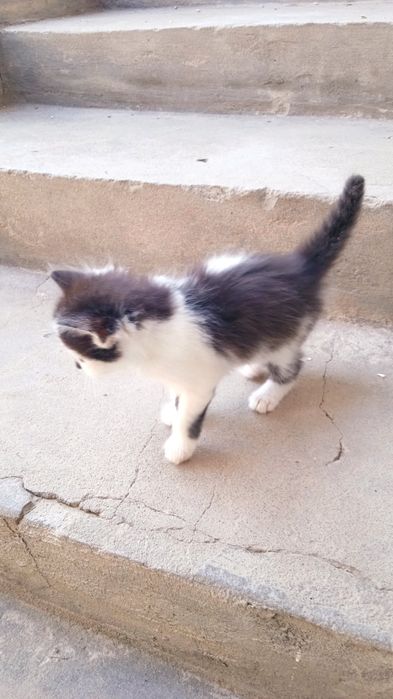 Котята, отдам даром