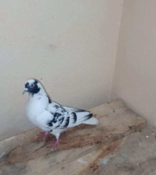 Голуби кептер сатылады тасманы