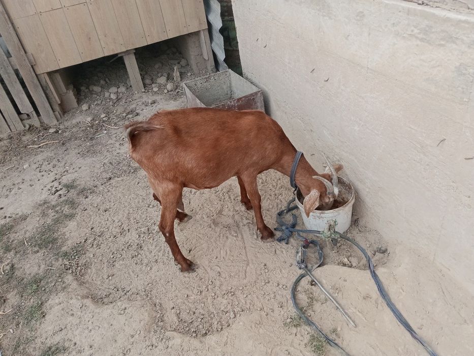 Ешкі сатылады лағымен