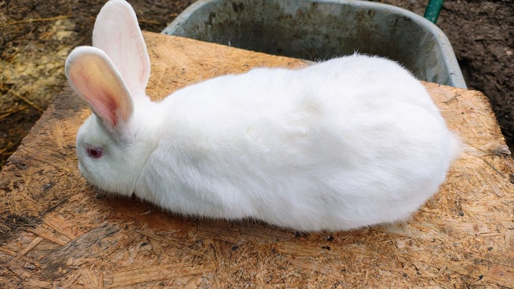 Iepuri Panon - Femele