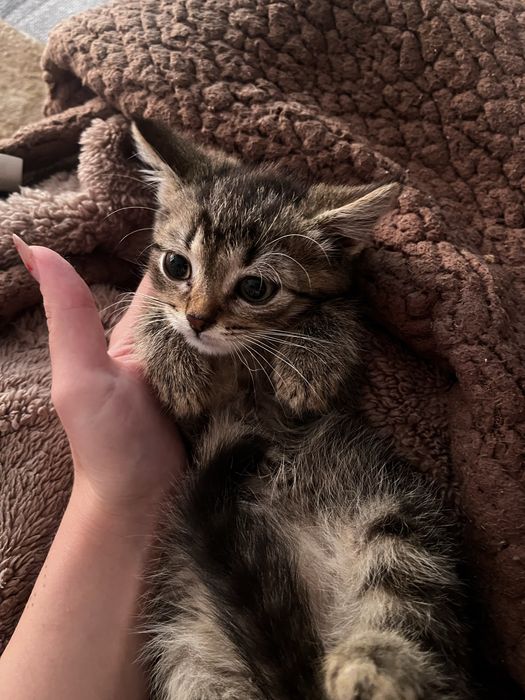 Отдам котенка в добрые руки
