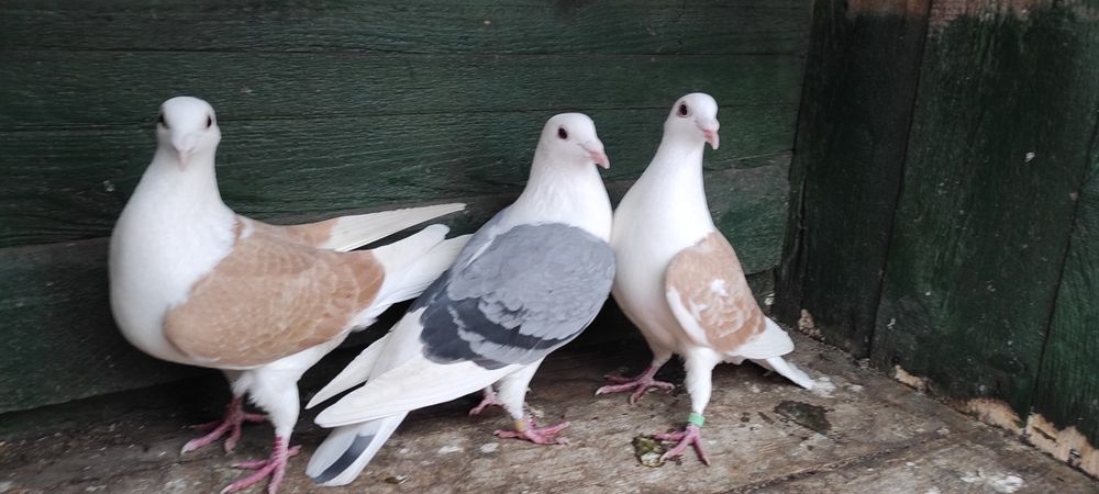 Porumbei capaciti/liști