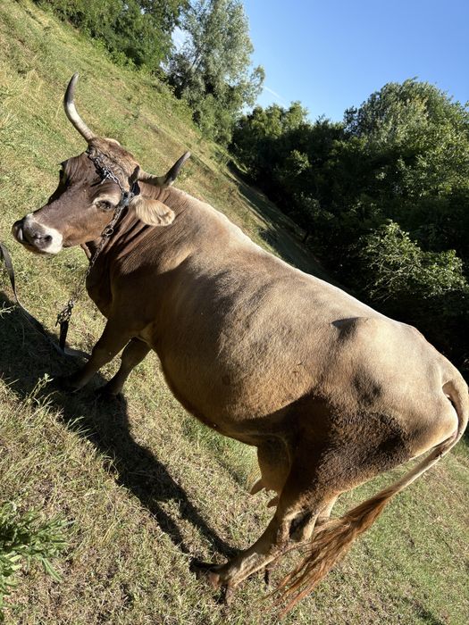 vacă de vânzare