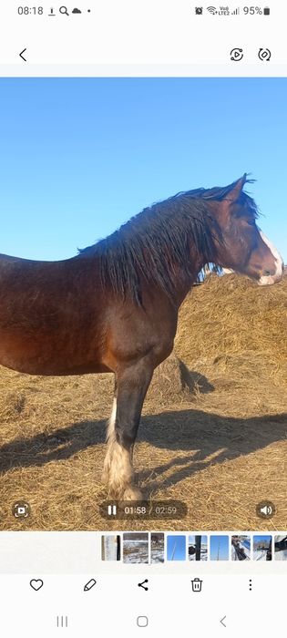 Продам жеребца возрост 7 лет