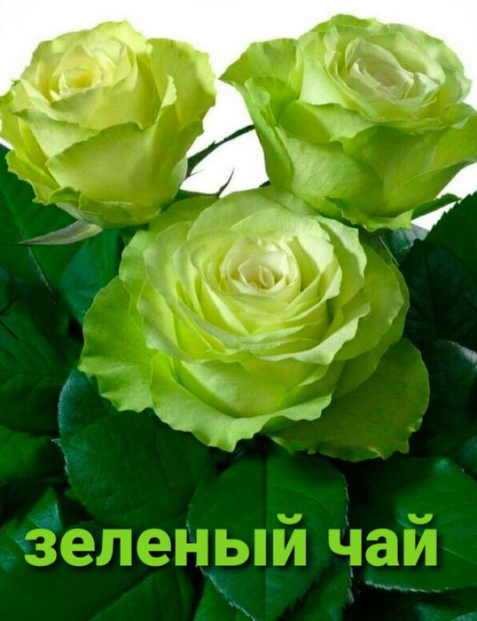 Розы укоренённые