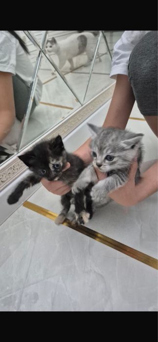 Котенок марғау мальенки