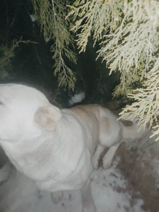 Срочно сатылады келісім бар