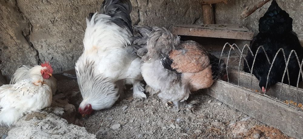 Брамалар сотилади