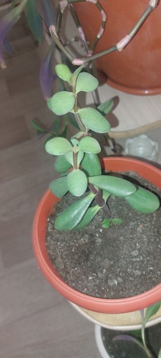 Продам  комнатных растения